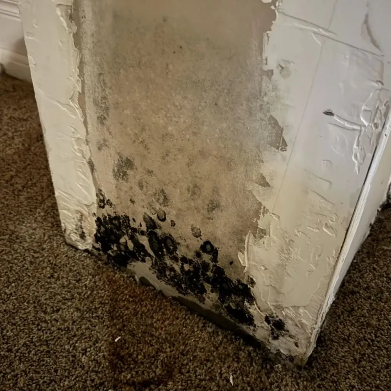Professional Mold Removal in Idabel, OK